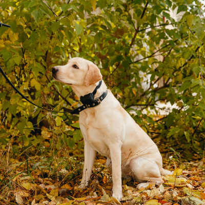 6 benefits of invisible wireless electric dog fences